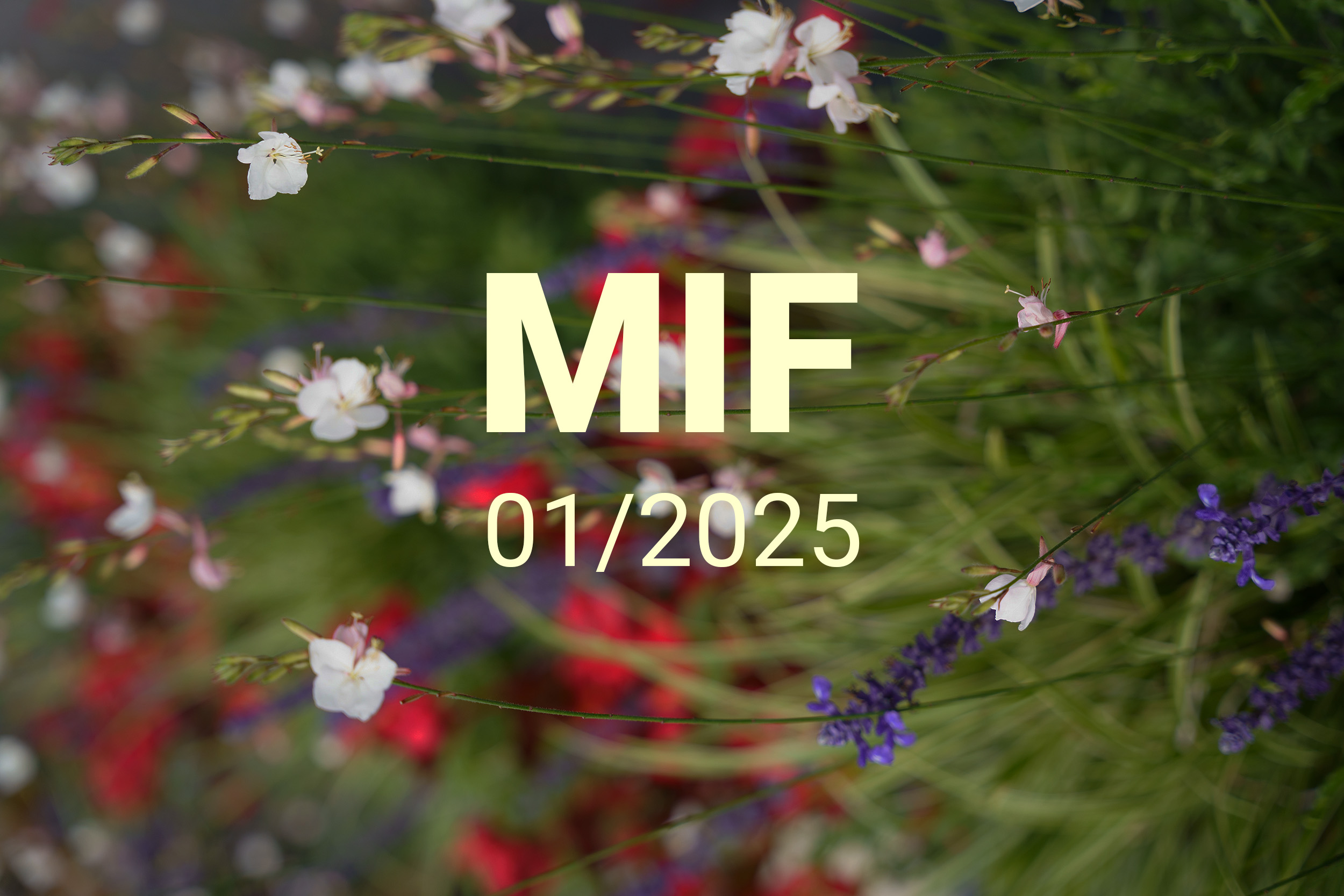 MIF playlist 01/2025