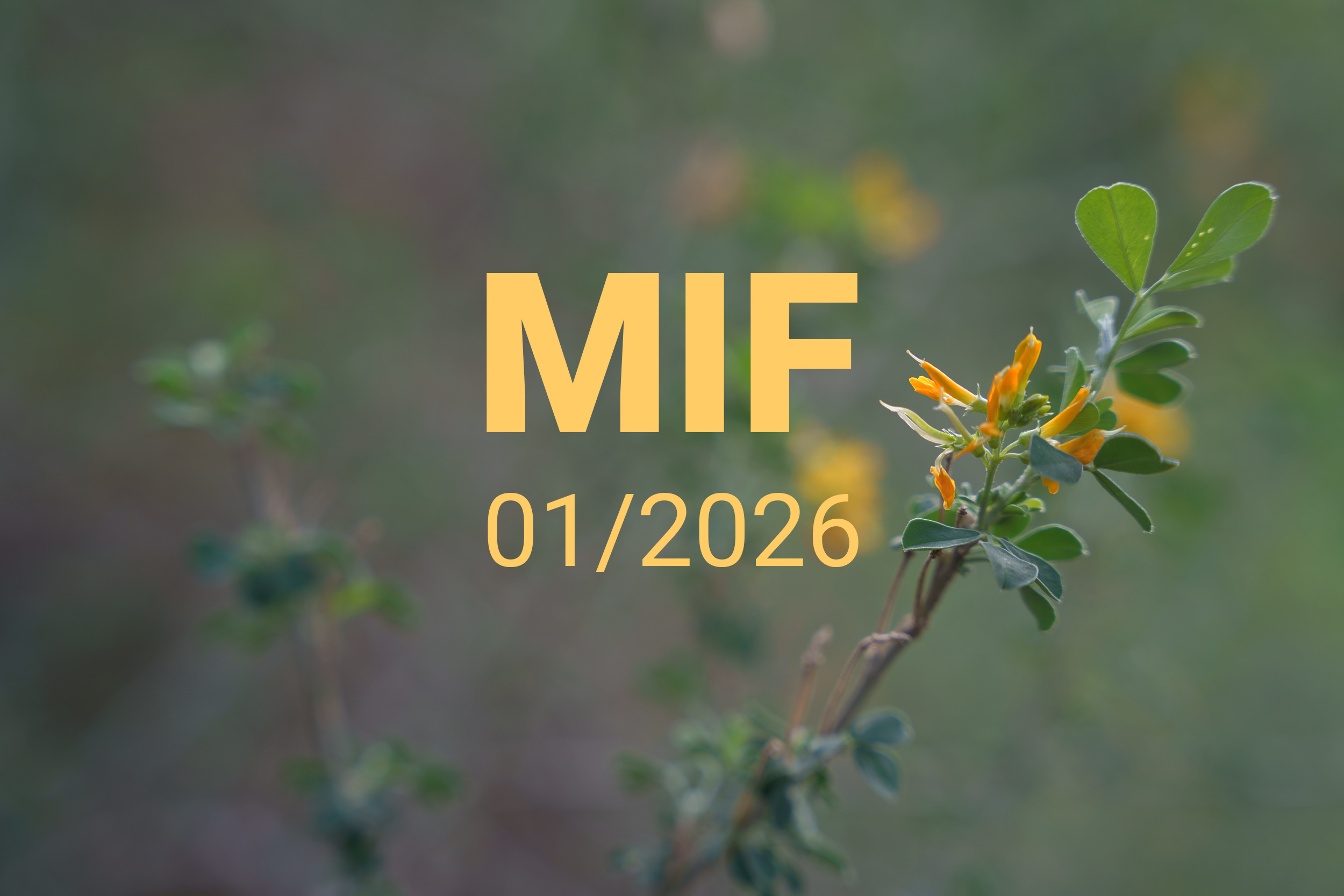 MIF playlist 01/2026
