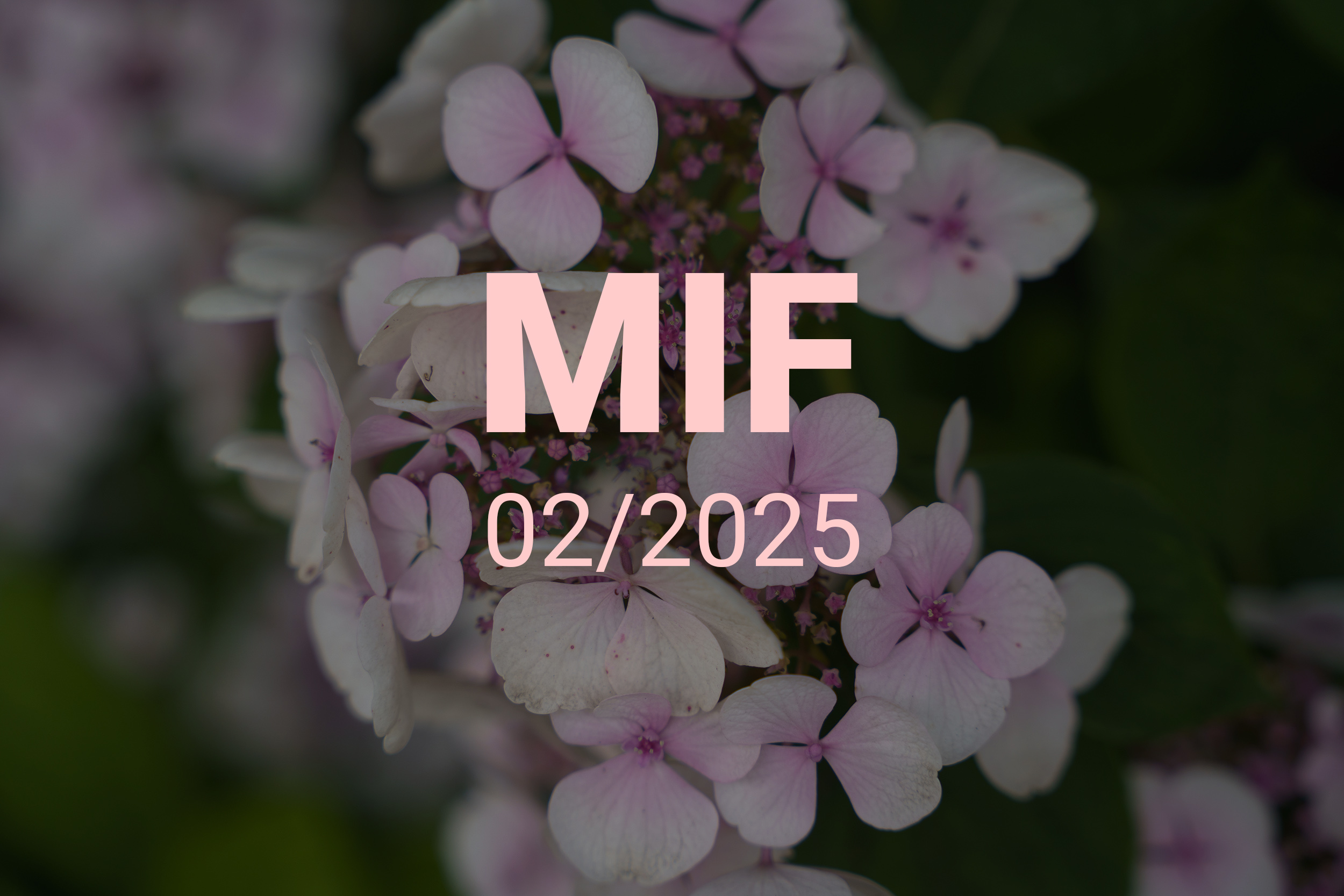 MIF playlist 02/2025