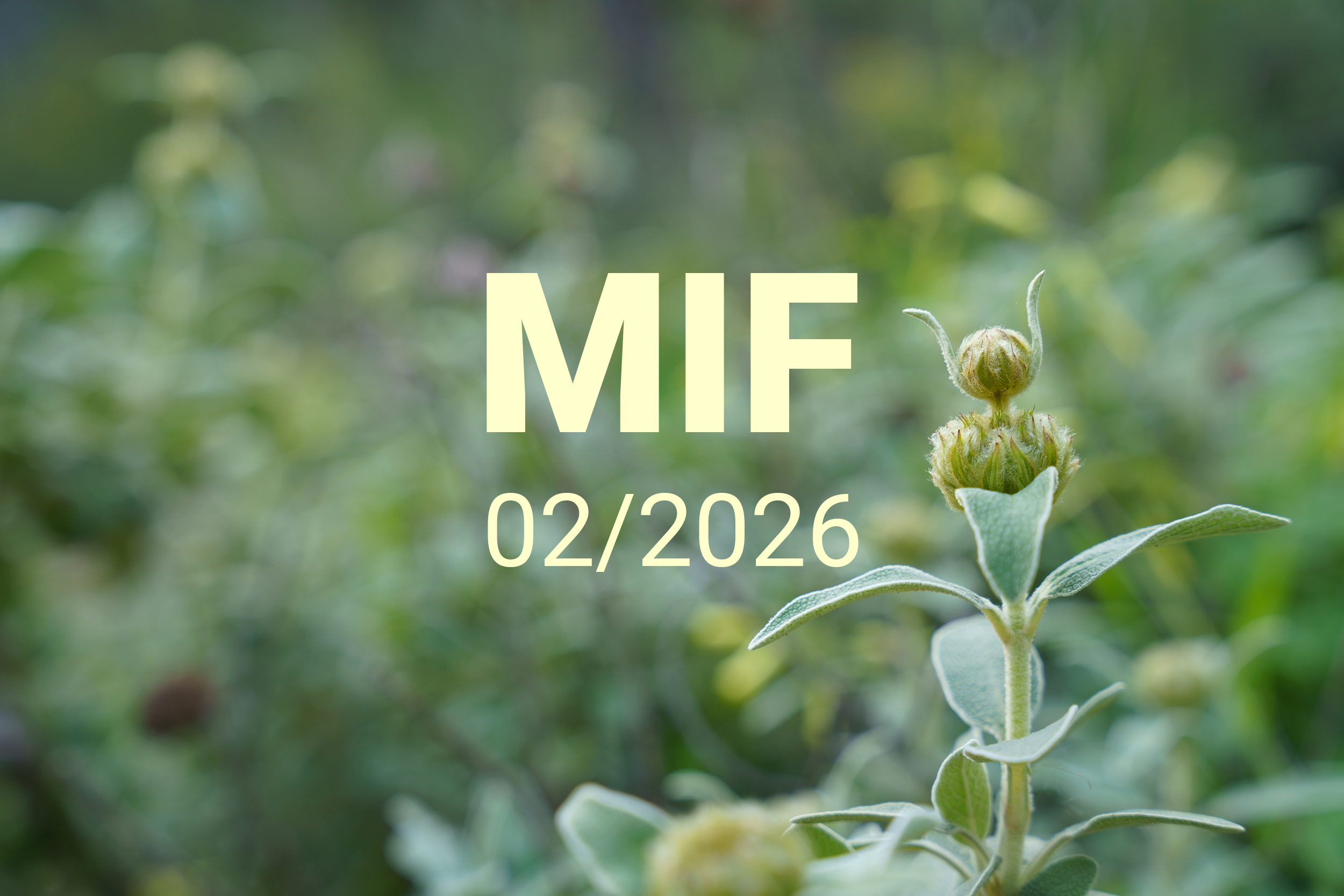 MIF playlist 02/2026