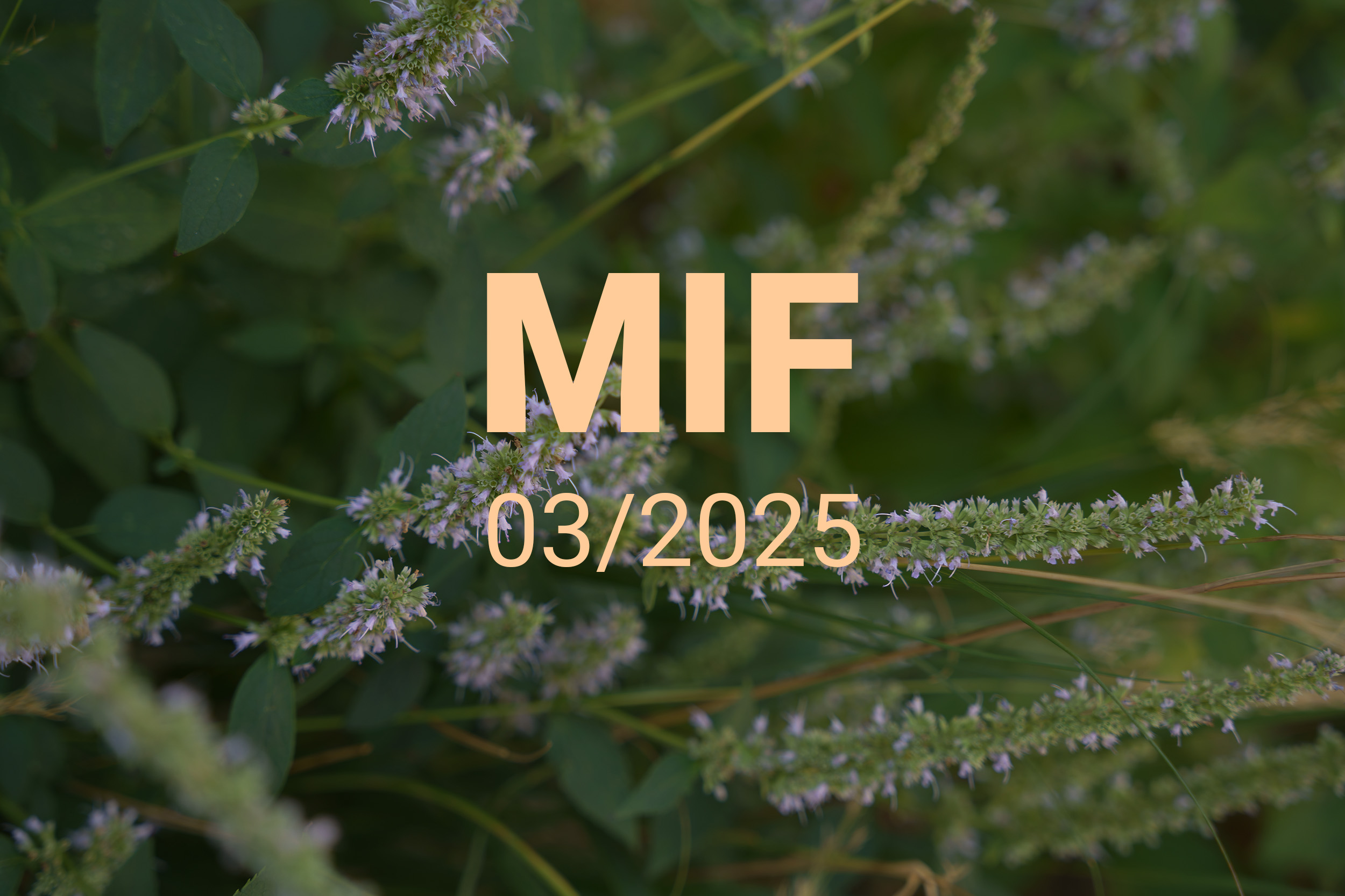 MIF playlist 03/2025