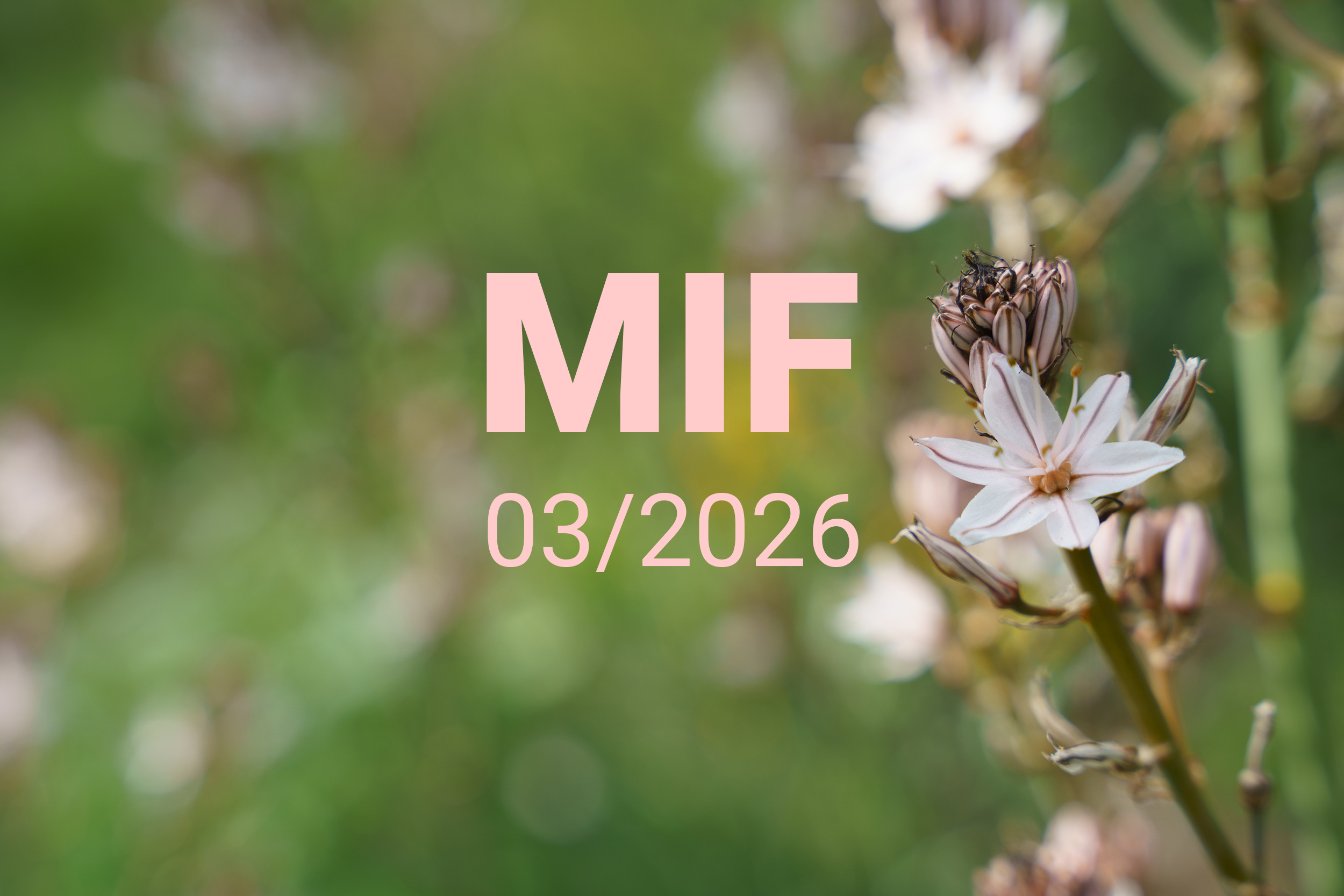 MIF playlist 03/2026