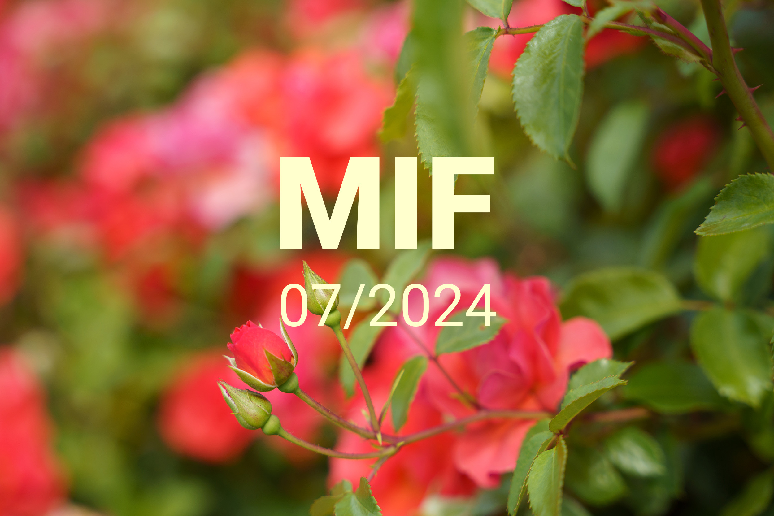 MIF playlist 07/2024