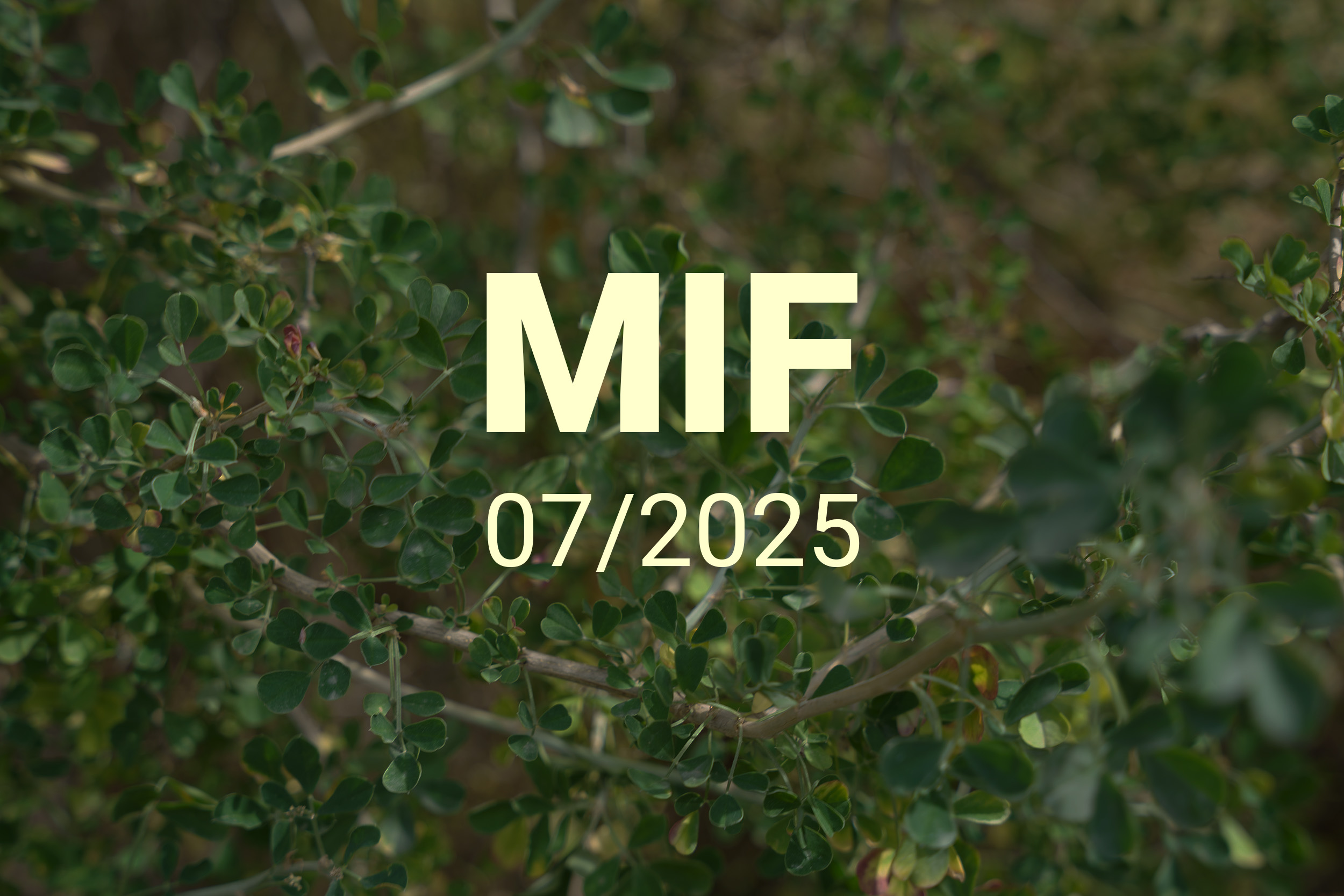 MIF playlist 07/2025