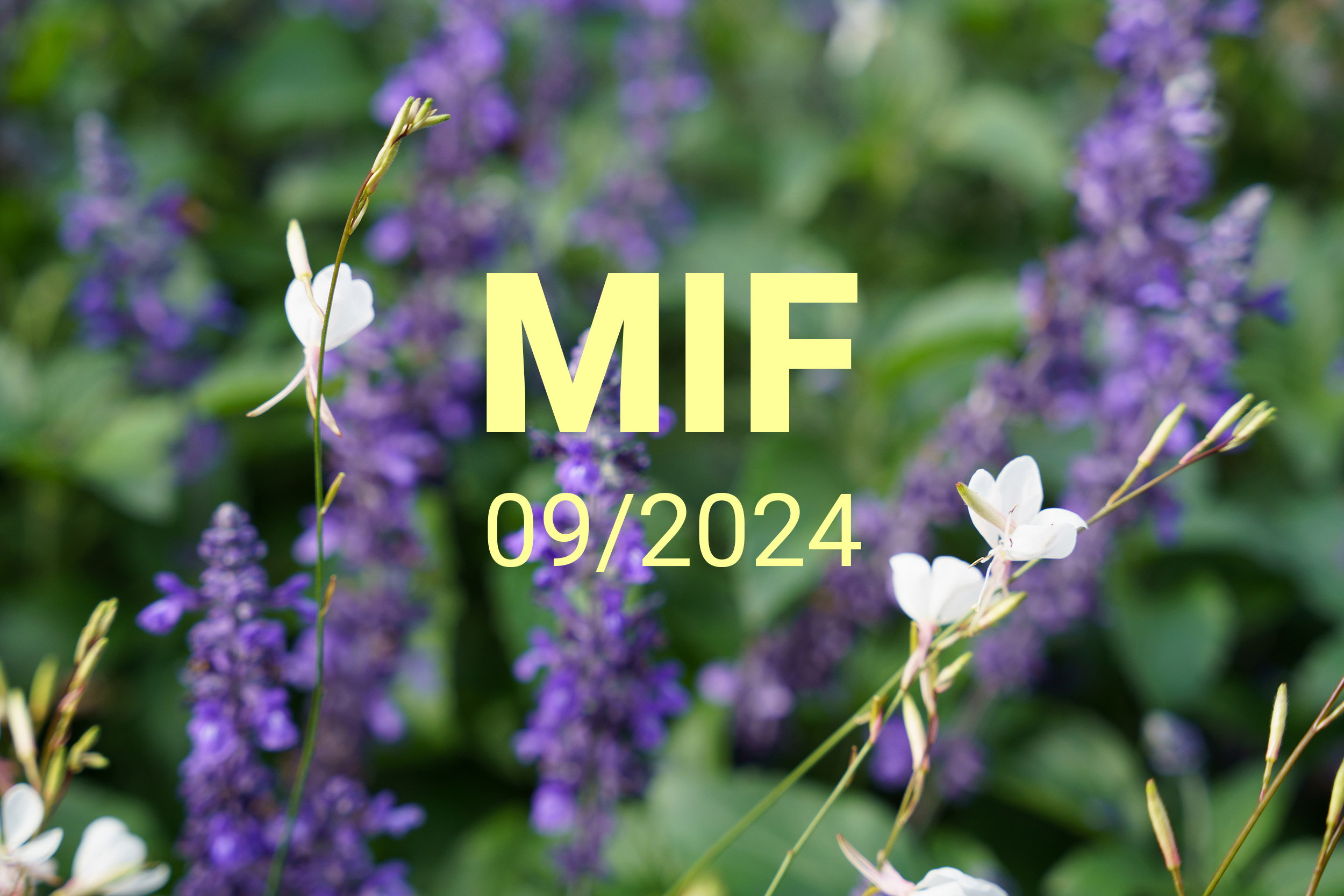 MIF playlist 09/2024