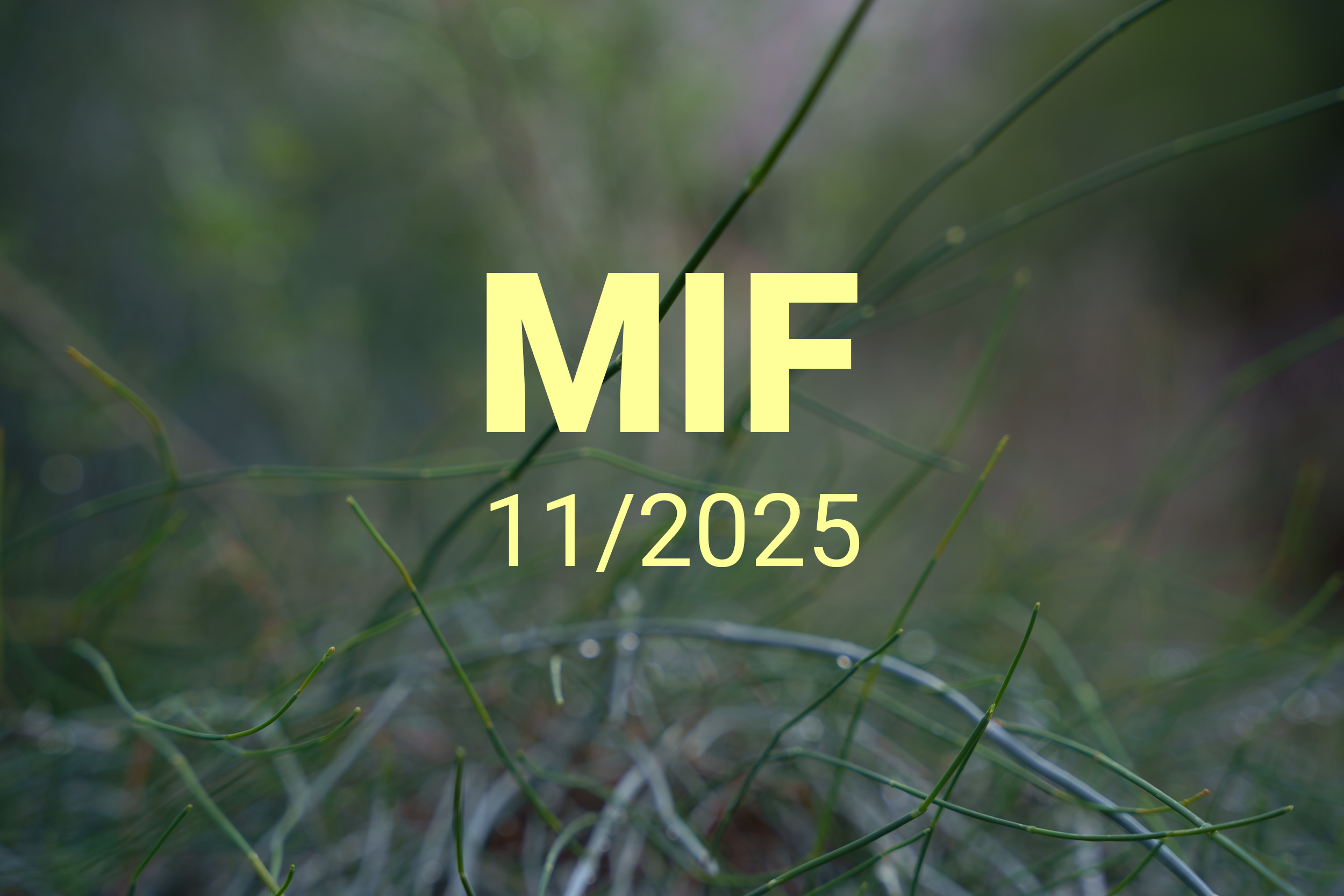 MIF playlist 11/2025