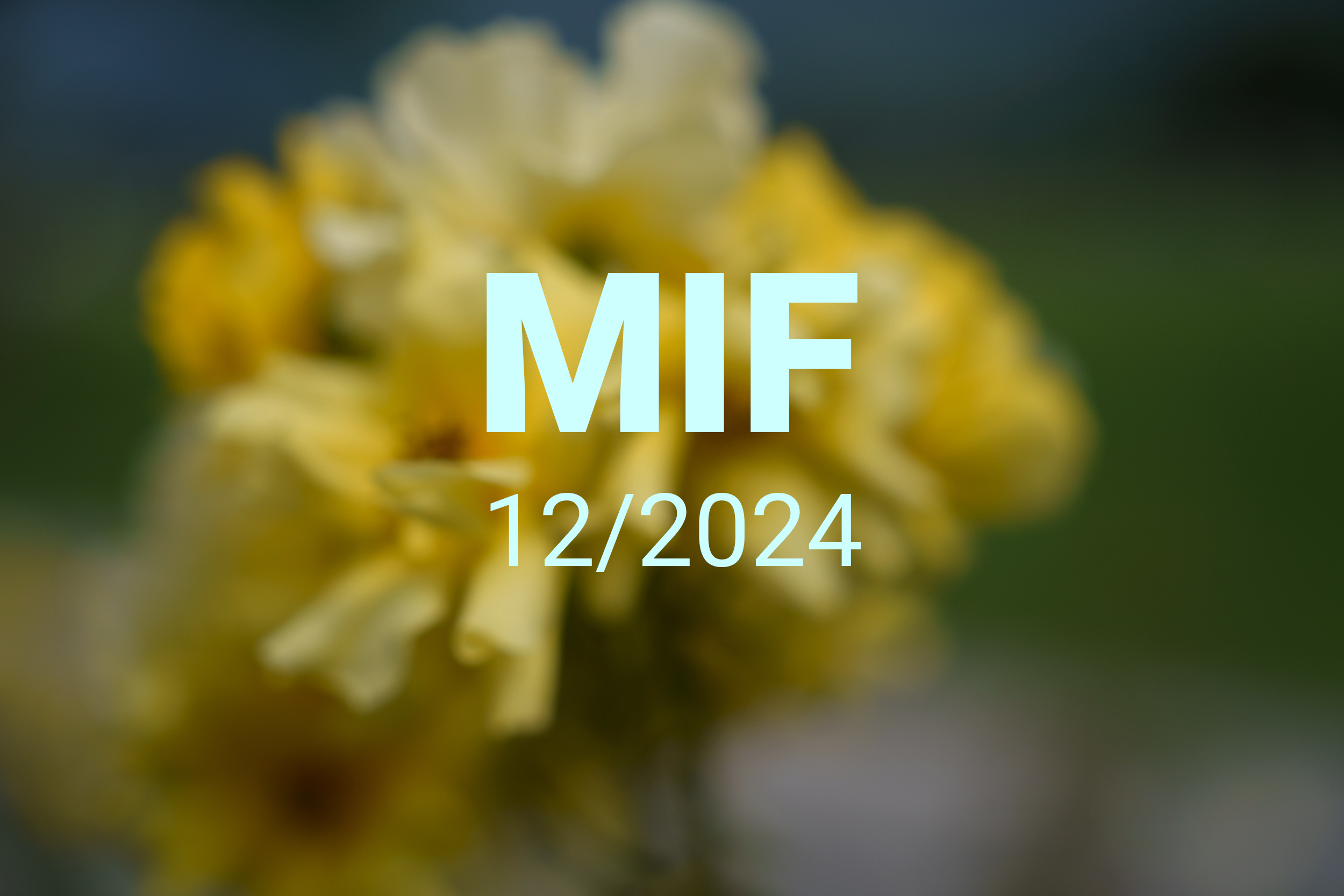 MIF playlist 12/2024